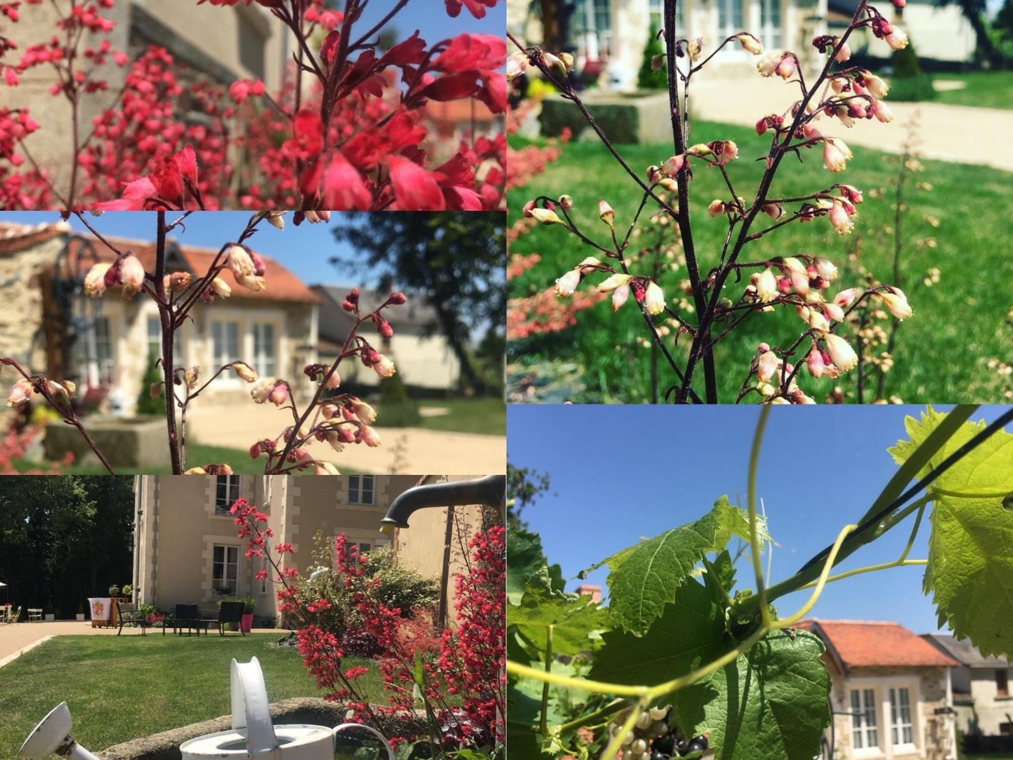 Gite L'Orangerie Villa Mouchamps Eksteriør billede